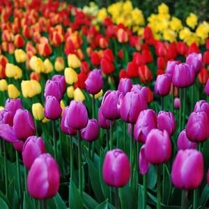 Meet your Posher, Charlene