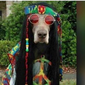 Meet your Posher, Ana