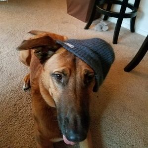 my dog's NEFF winter cap