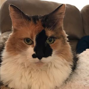 Meet your Posher, Brandy