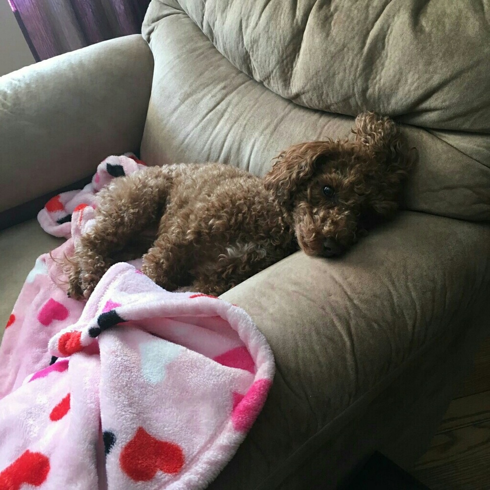 Meet your Posher, Shaina