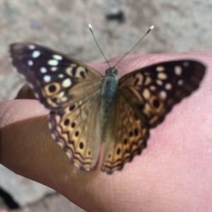 Meet your Posher, Autumn