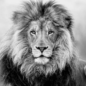 Meet your Posher, Serena