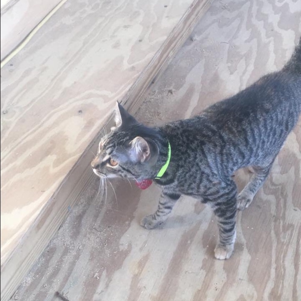 Meet your Posher, Hazel