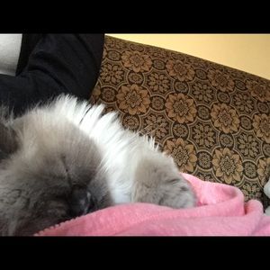 Meet your Posher, Diane