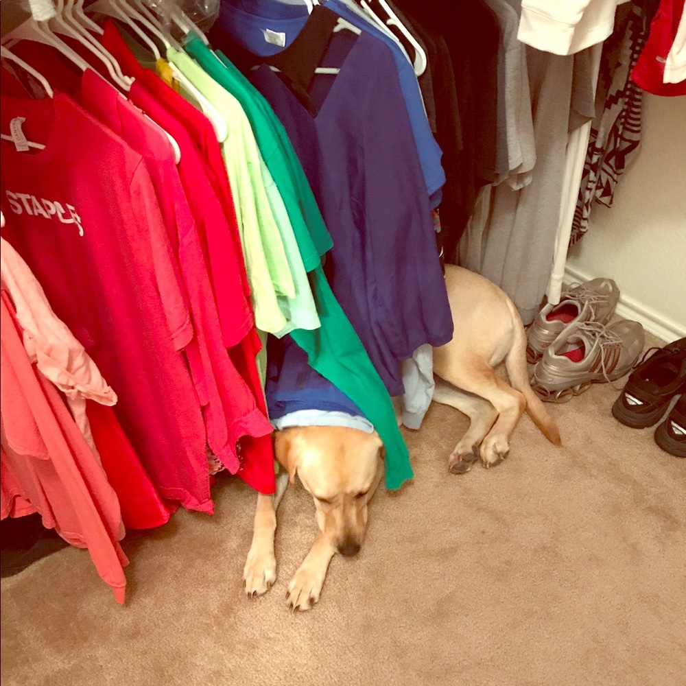 Free Dog Hairs - Picture 4 of 5