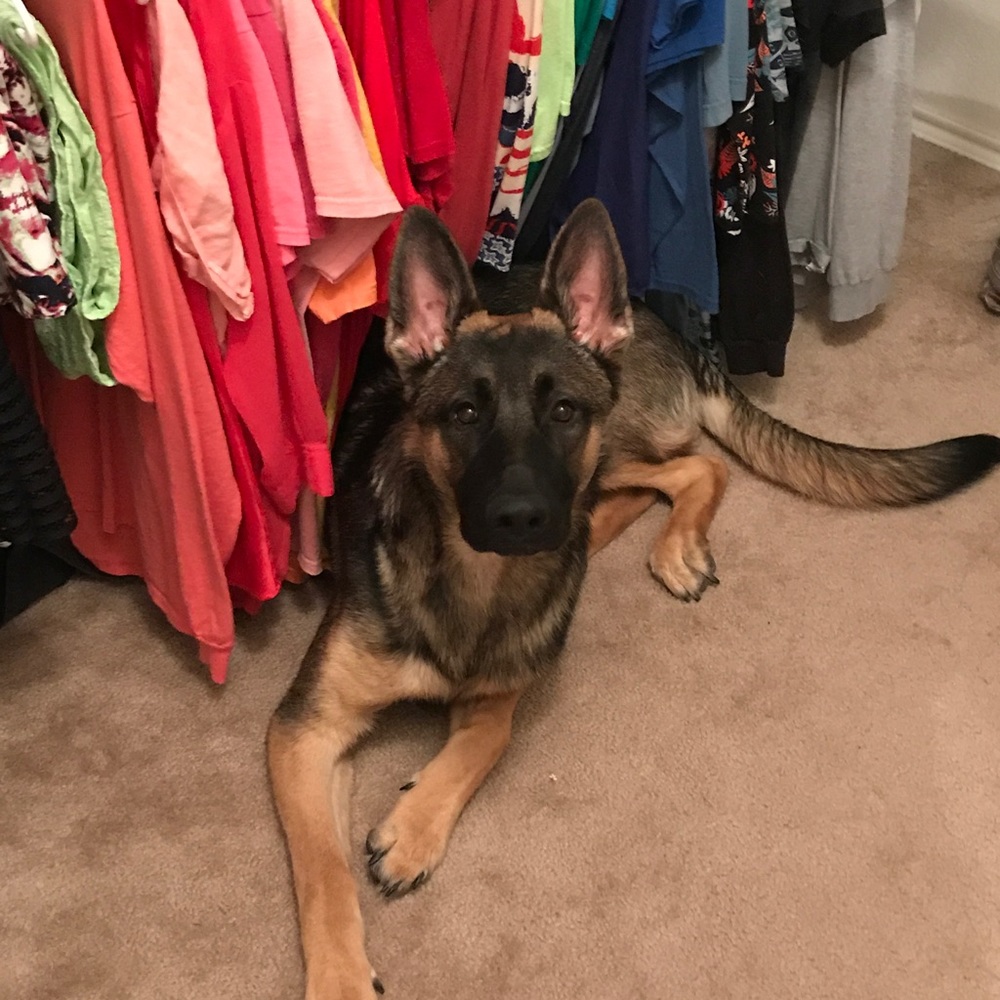 Free Dog Hairs - Picture 5 of 5