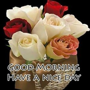 Meet your Posher, Nadine