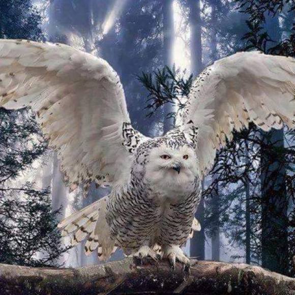 Meet your Posher, Tarshi - Picture 1 of 1