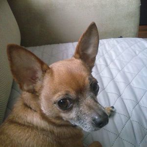 Meet your Posher, Roxanne