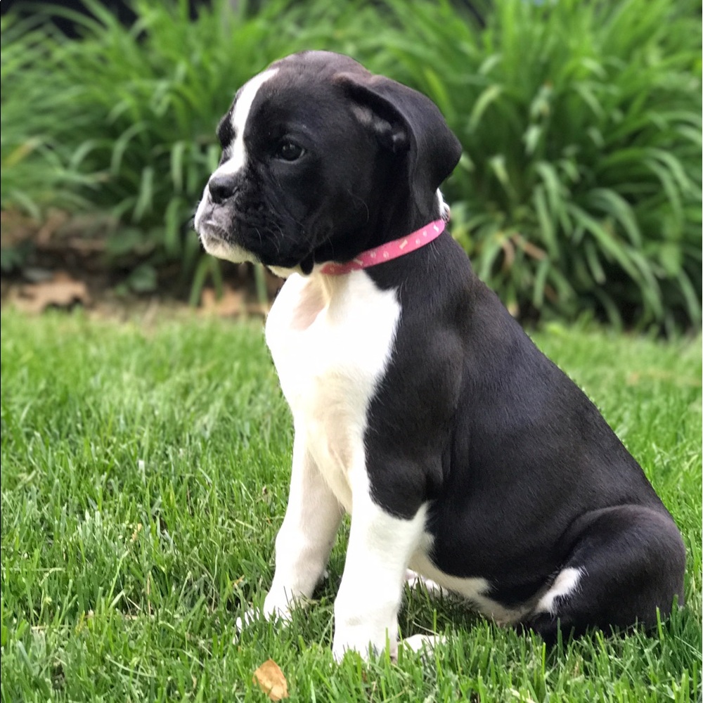 Meet your Posher, Alexa