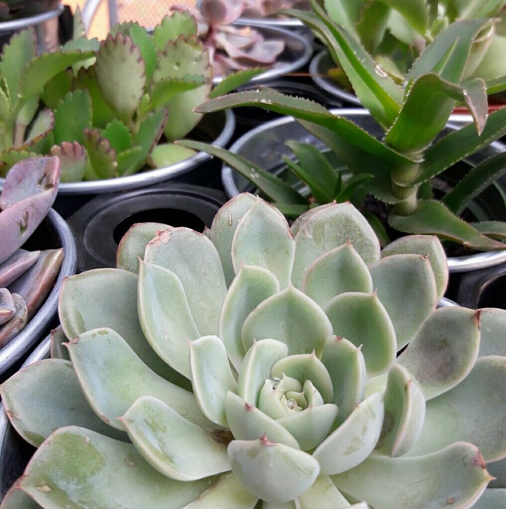 Meet your Posher, Adrianna