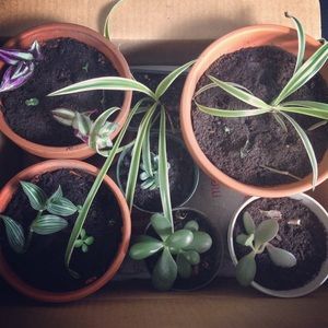 Meet your Posher, Annie