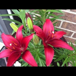 Meet your Posher, Elfrida