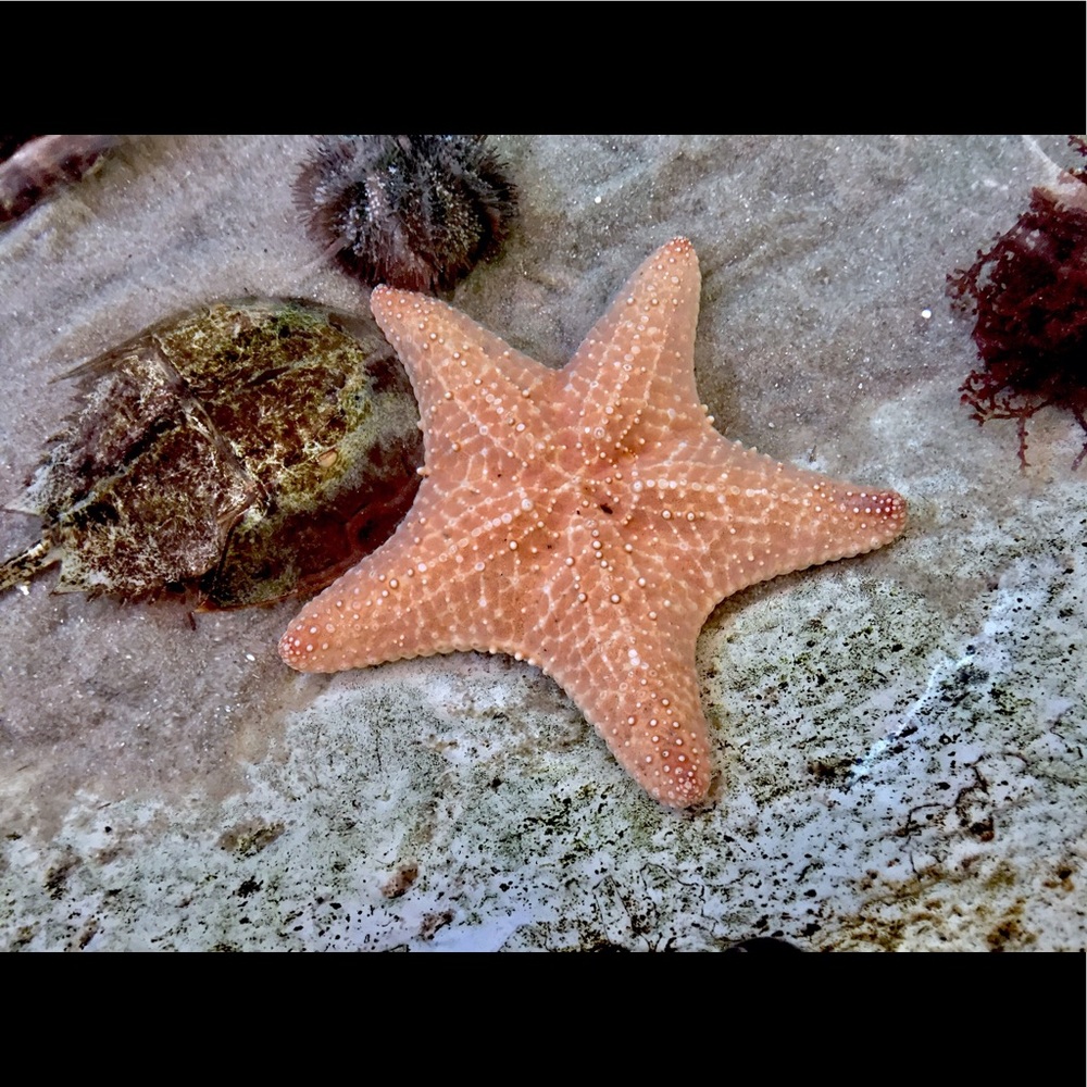 Meet your Posher, Sara