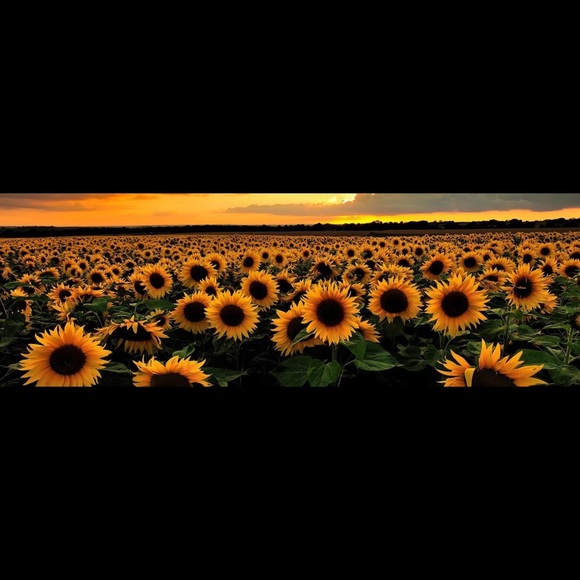 Meet your Posher, Angie - Picture 1 of 1