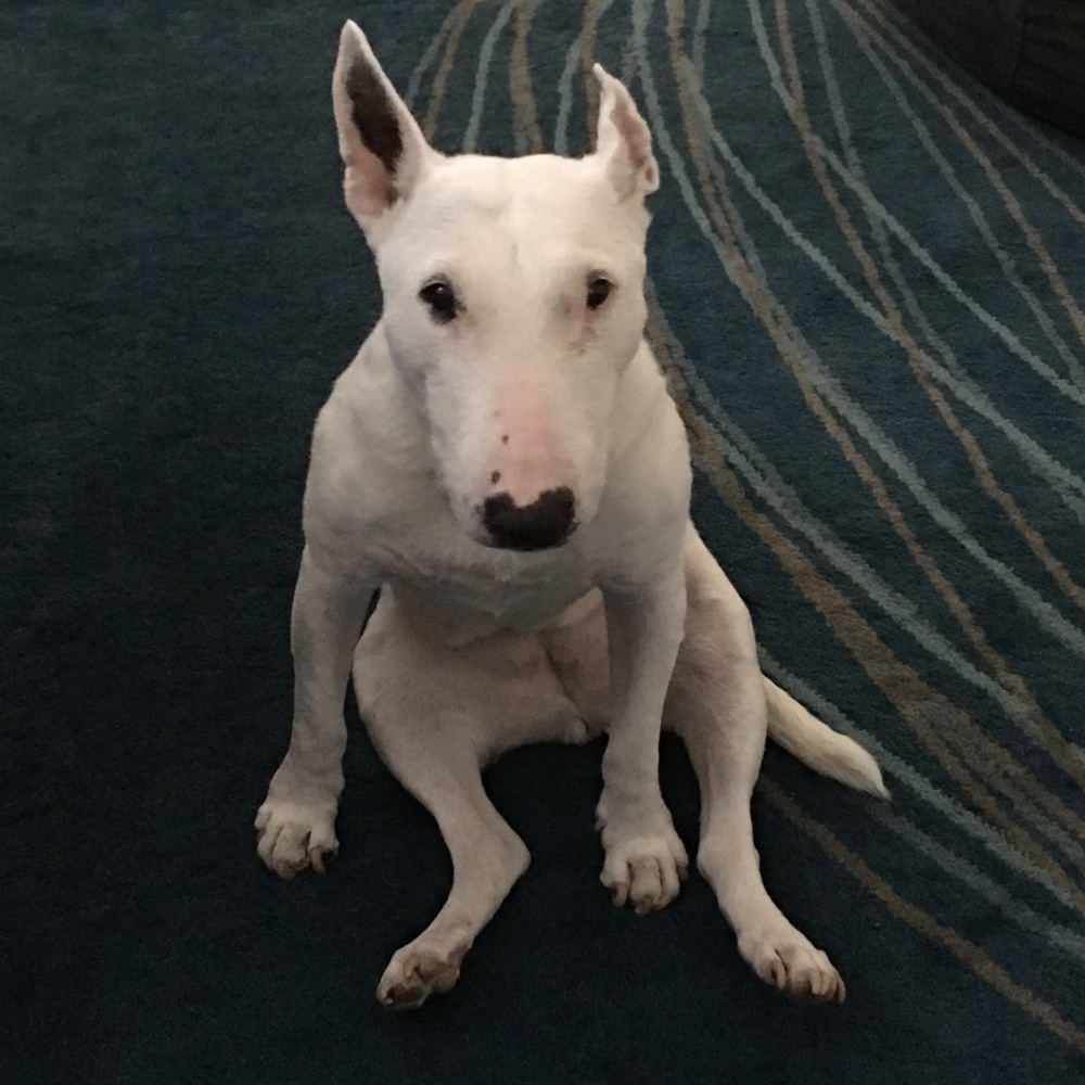 Meet your Posher, Bridget
