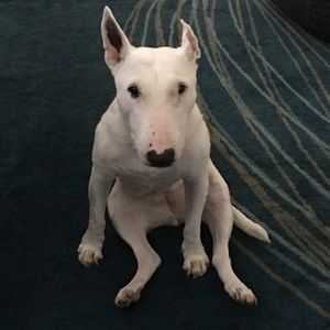 Meet your Posher, Bridget