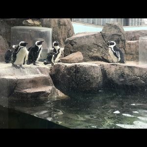 Meet your Posher, Angel