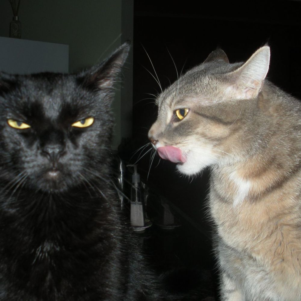 Meet your Posher, Darlene