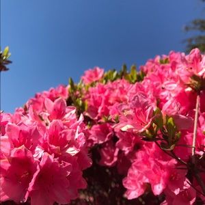 Meet your Posher, Paloma