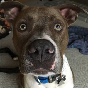 Meet your Posher, Amanda