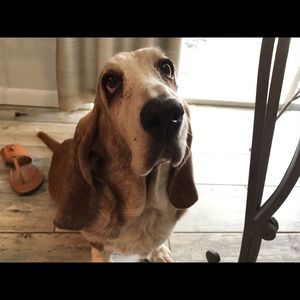 Meet your Posher, Abby