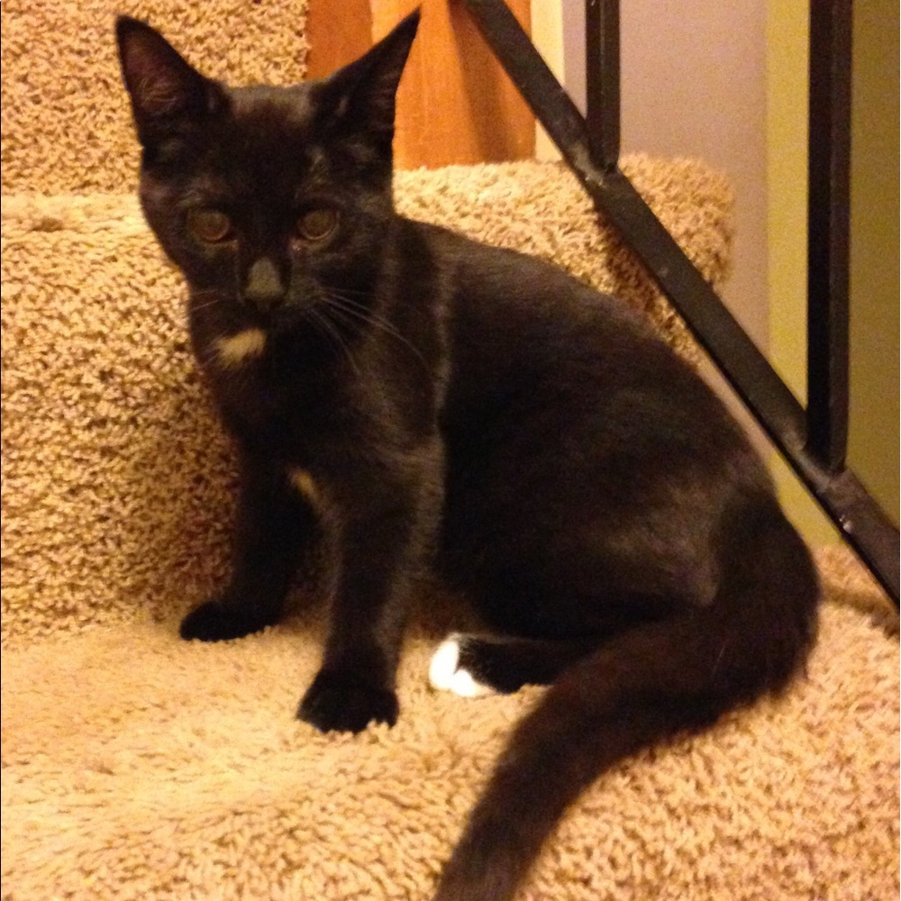 Meet your Posher, Daphi