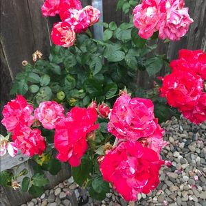 Meet your Posher, Macrina