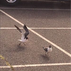 Meet your Posher, Paige