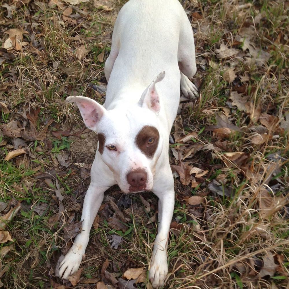 Meet your Posher, Sha