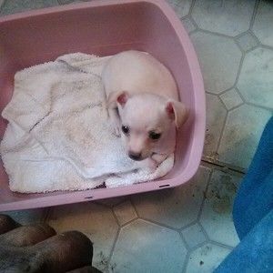 Meet your Posher, Bobby