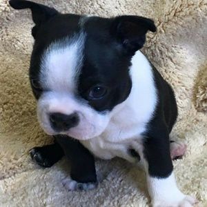 Meet your Posher, Brandy