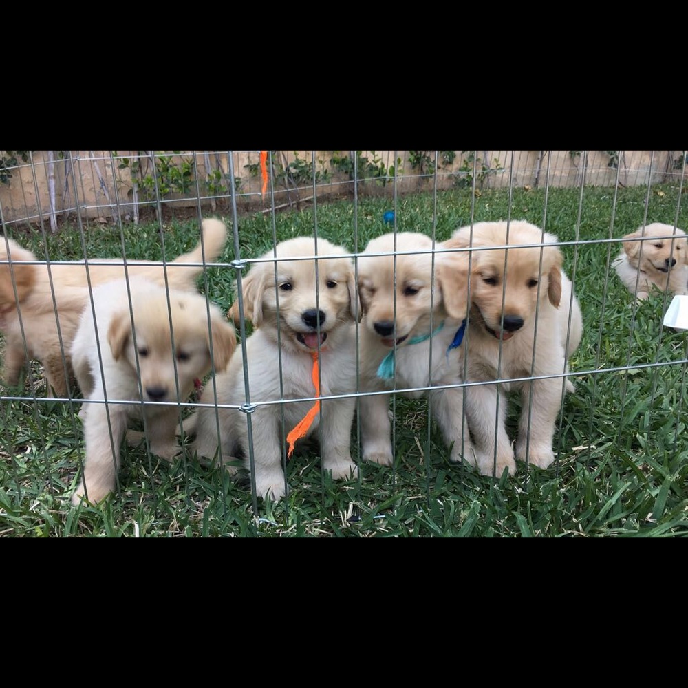 Meet your Posher, Sandy