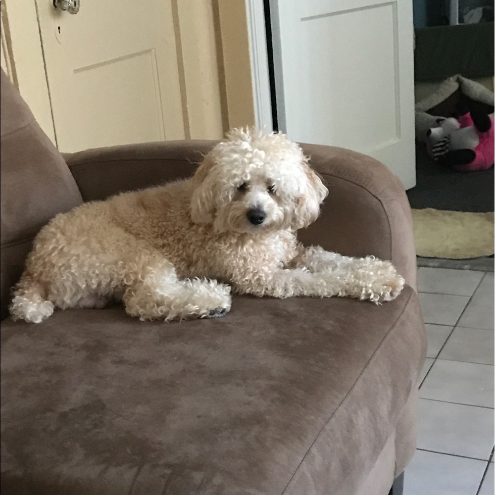 Meet your Posher, William