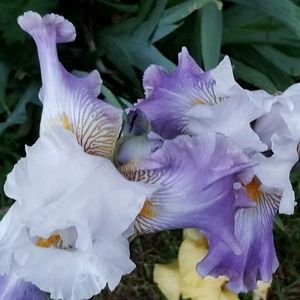 Meet your Posher, Michele