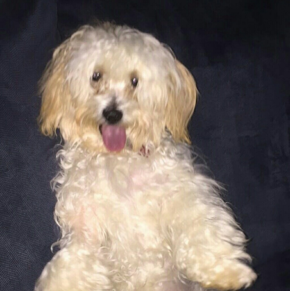 Meet your Posher, Luis