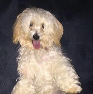 Meet your Posher, Luis