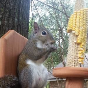 Meet your Posher, Peggie