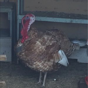 Meet your Posher, Tammy