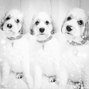 Meet your Posher, Alison