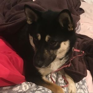 Meet your Posher, Deanna