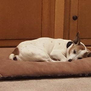 Meet your Posher, Roxanne