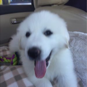 Meet your Posher, Cody