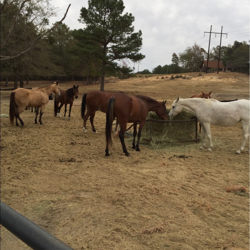 Meet your Posher, Cyntheia