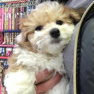 Meet your Posher, Alexa