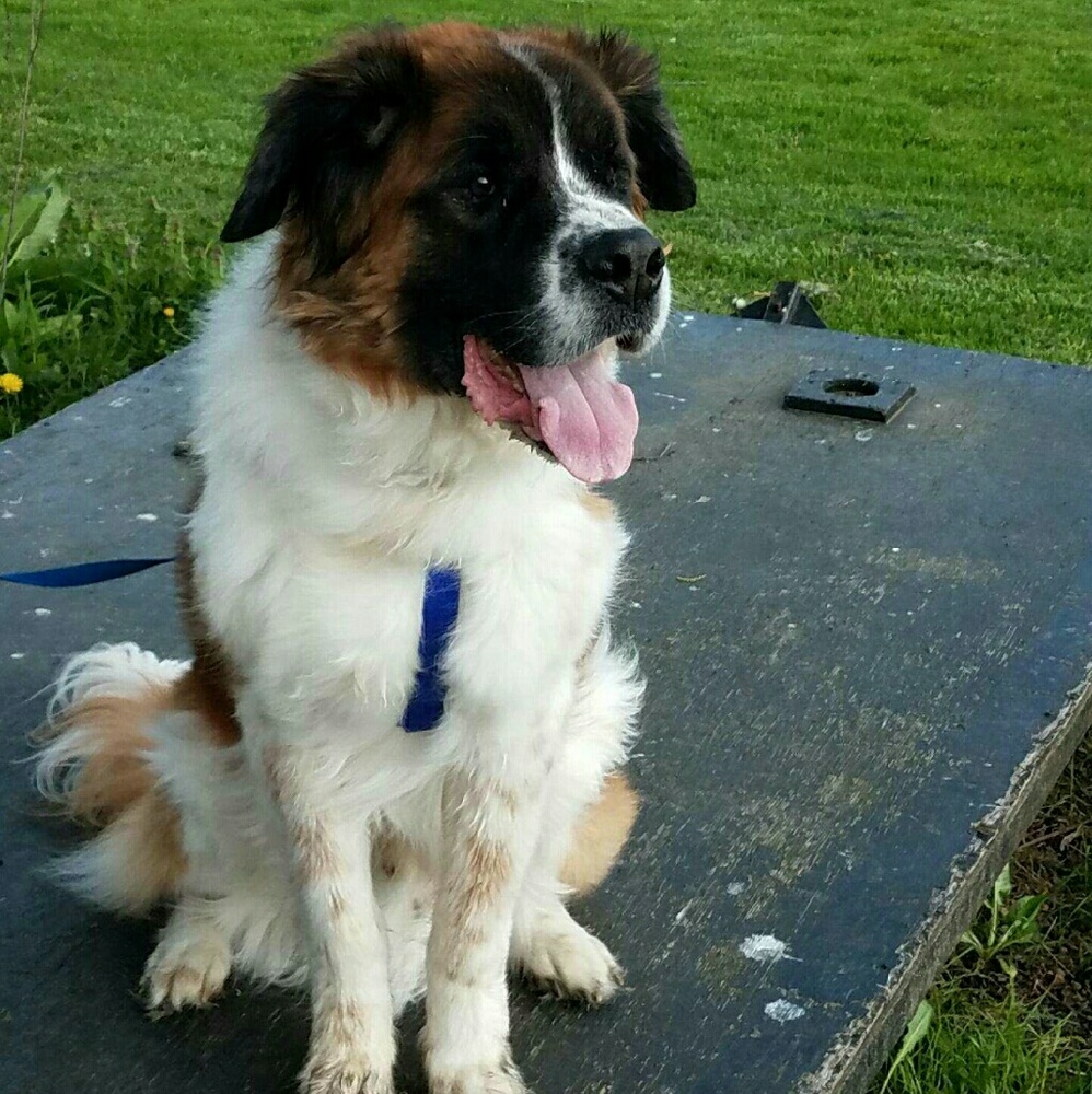 Meet your Posher, Riley