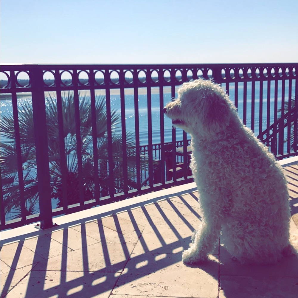 Meet your Posher, Skye