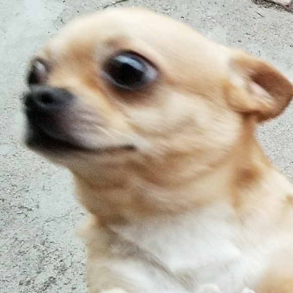 Meet your Posher, Brandy - Picture 1 of 1