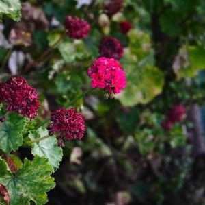 Meet your Posher, Angel